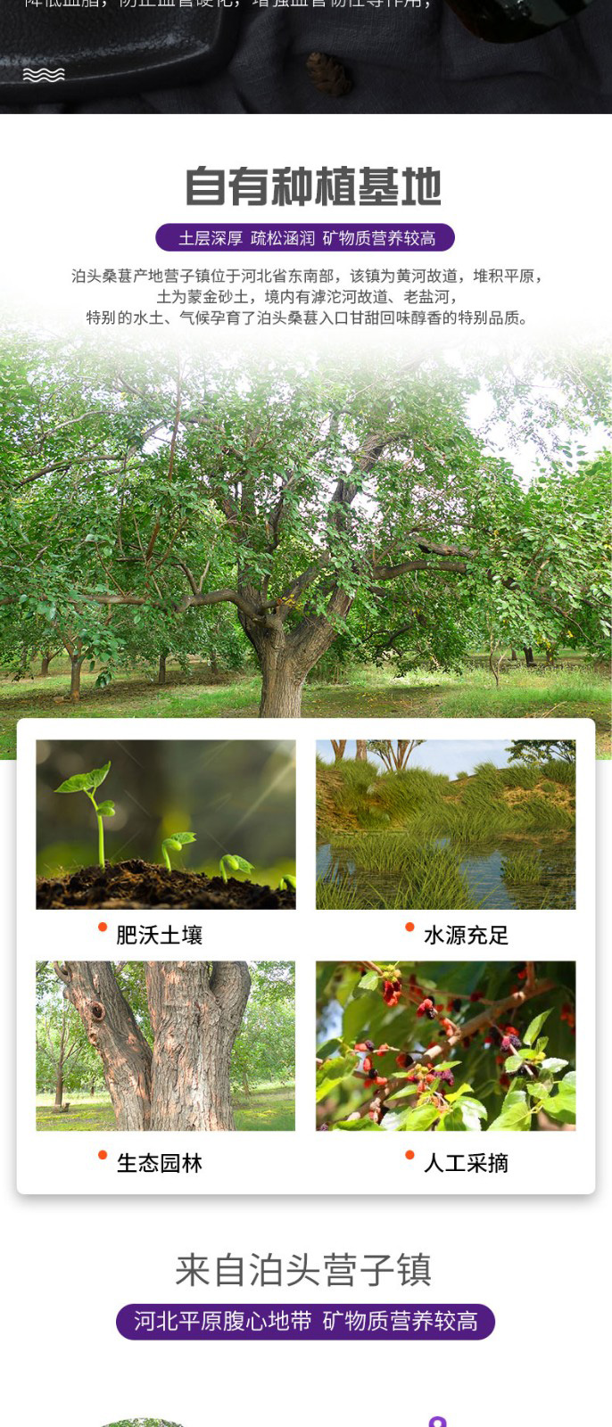 滄運紅紫葚干紅原漿
